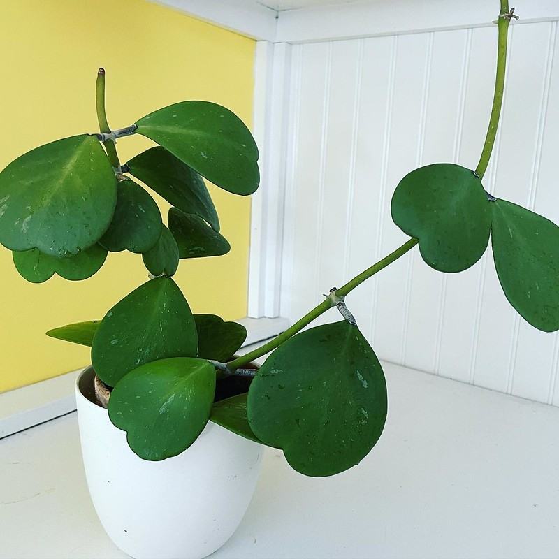 Potted vining plant with large heart-shaped green leaves in a white pot on a shelf