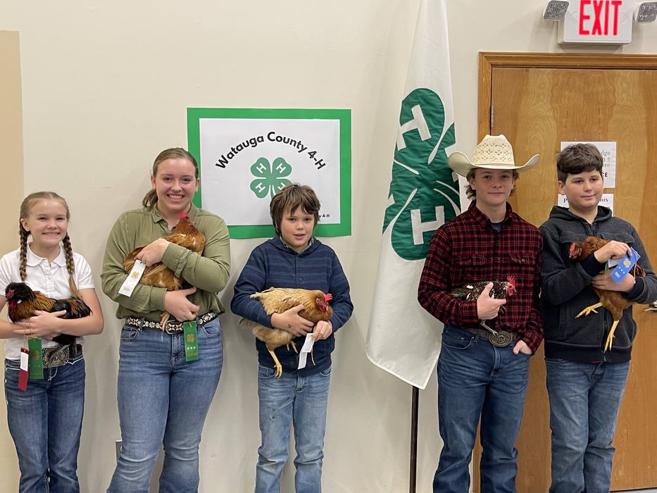 Chicken Show 2023