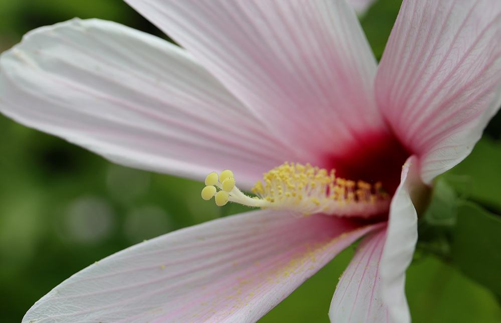 Swamp rose mallow, or velvet mallow is a southern native.