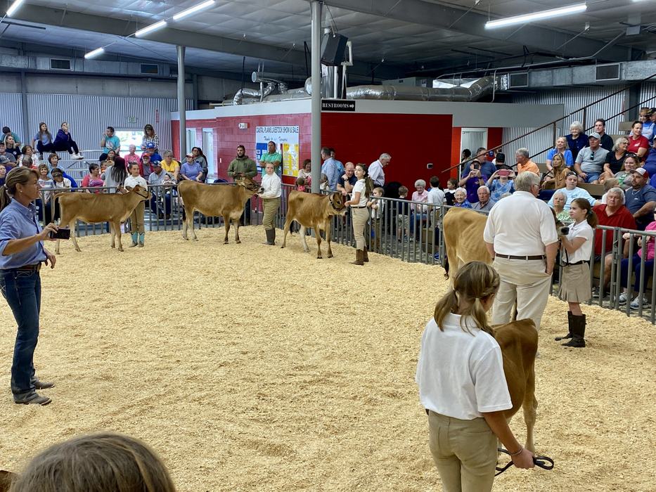 Youth handlers showing Jersey calves in an indoor livestock ring with seated audience