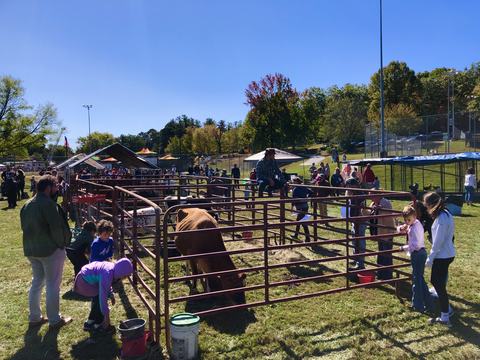 Visitors of all ages look into a pin where a cow is enjoying fresh hay.