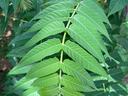 Tree-of-heaven leaves are composed of many individual leaflets