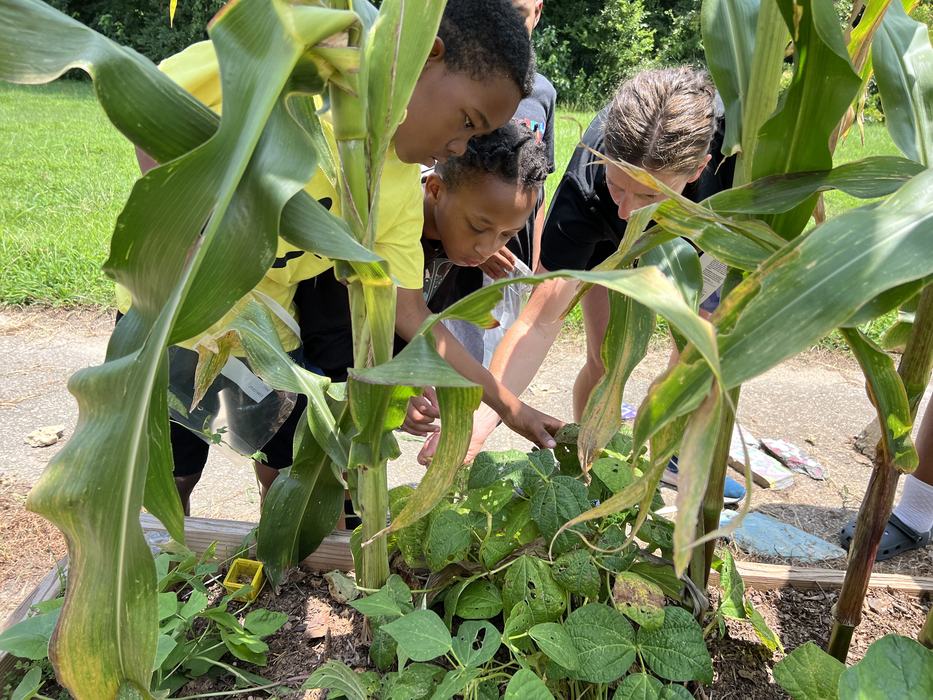 Three people inspecting plants in a raised garden bed among corn stalks