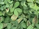 Green leaves with holes and brown spots.