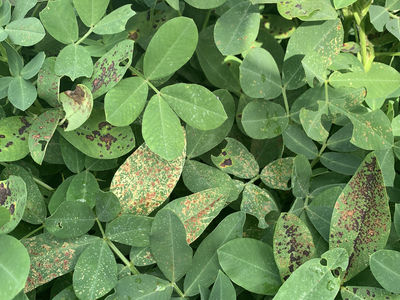 Green leaves with holes and brown spots.