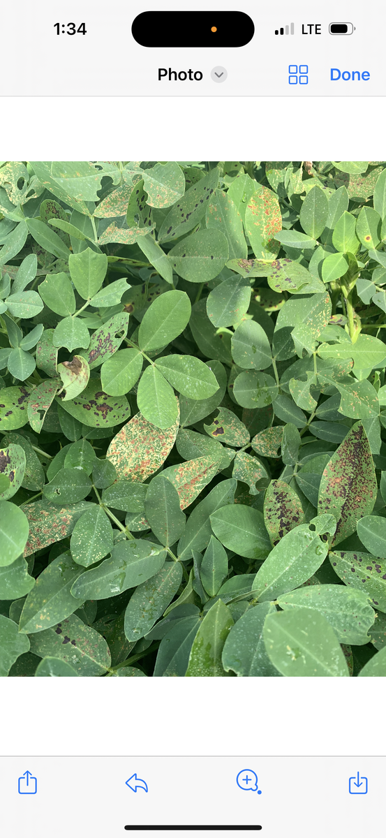 Green leaves with holes and brown spots.