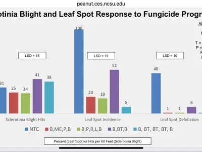 Sclerotina Blight Response to Fungicide programs.