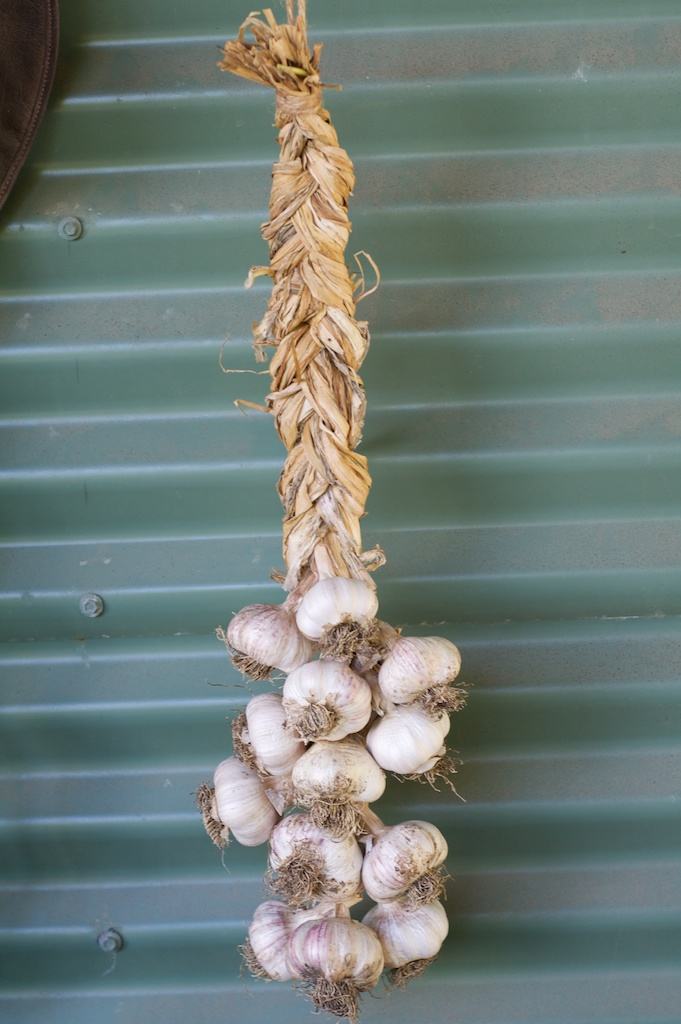 A braided garlic chain.