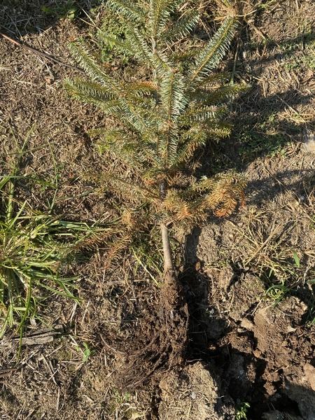 Dry seedling laid on ground with yellowed needles toward bottom Dying seedling with slight J root