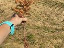 J rooting seedling held out to show brown, dry state