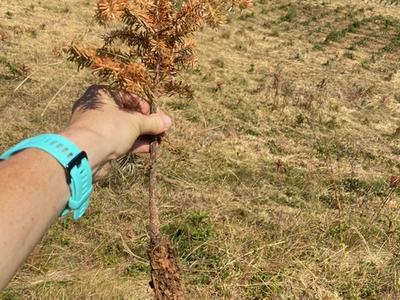 J rooting seedling held out to show brown, dry state