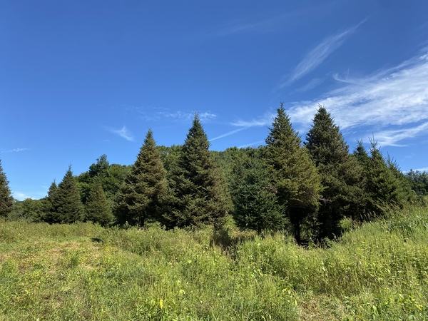 Evergreen trees in a grassy meadow beneath a clear blue sky