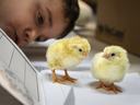 Two yellow chicks standing on an open notebook while a person observes closely