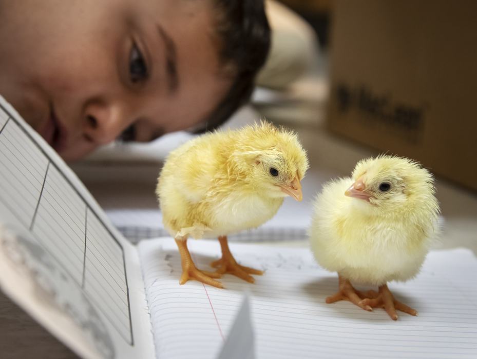 Two yellow chicks standing on an open notebook while a person observes closely