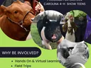 4-H Livestock Ambassador Team poster with cow, pig, goat photos; $25; Application due Oct. 14