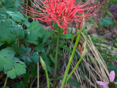 Lycoris radiata_Photo by Amanda Bratcher