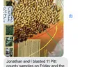 Peanuts on a graph that determines maturity with a comment that optimal maturity date was 22 days out. Workshops to begin Sept 10, digging season similar to 2022.