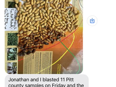 Peanuts on a graph that determines maturity with a comment that optimal maturity date was 22 days out. Workshops to begin Sept 10, digging season similar to 2022.