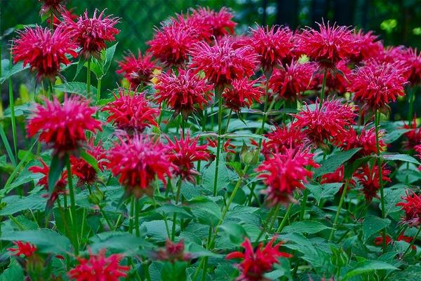 bold hot pink/red blooms stand on tall stems among medium leaves. 