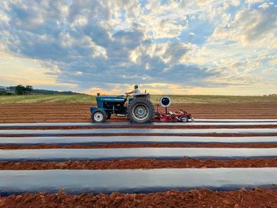 Farmer on blue tractor laying plastic mulch over furrows under cloudy sky
