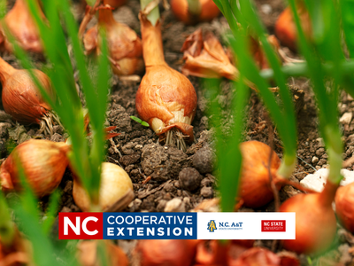 growing onions and garlic in the home garden