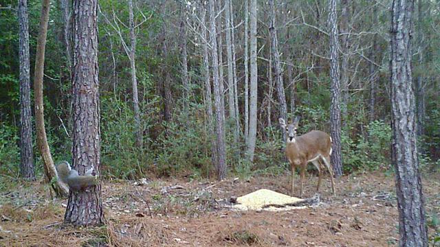A deer standing in a pine forest