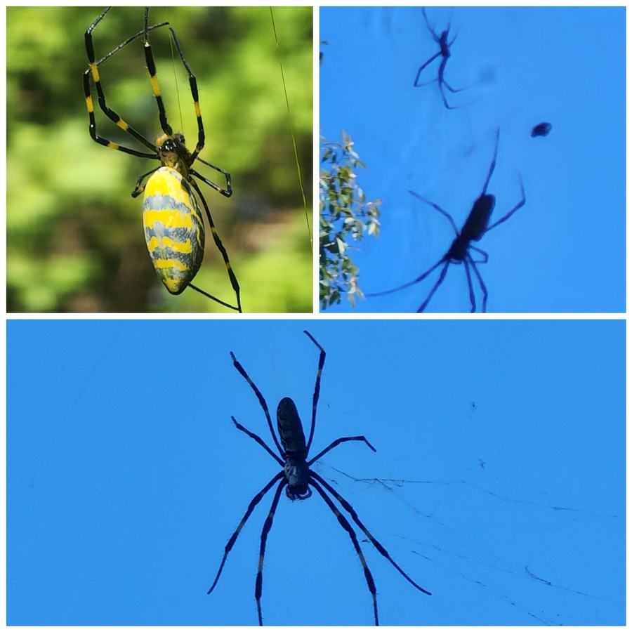 Joro spider North Carolina