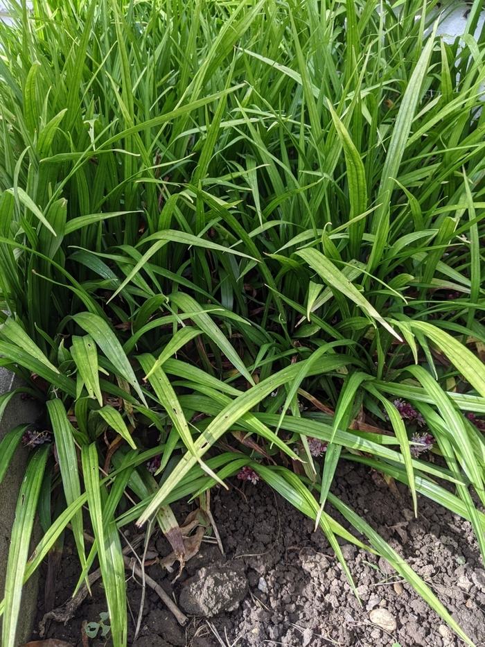 Dense clump of green, strap-like leaves growing above bare garden soil