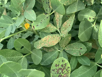 peanut chemical burn