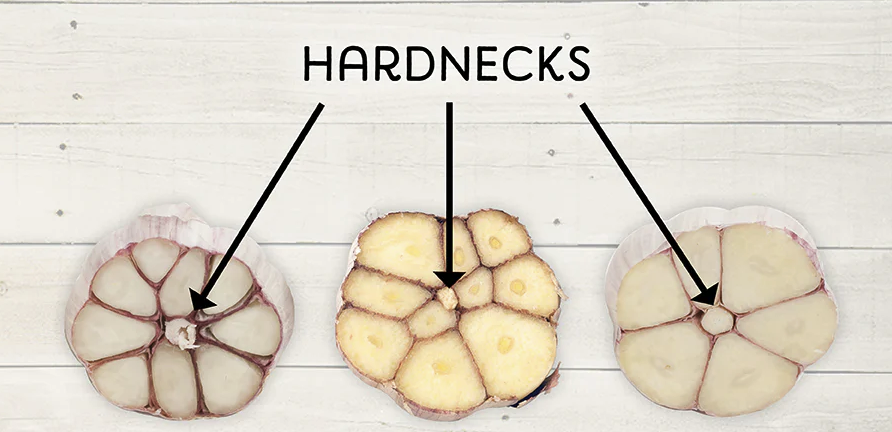 Dry hard stems in the middle of bulbs of garlic labeled hardnecks.