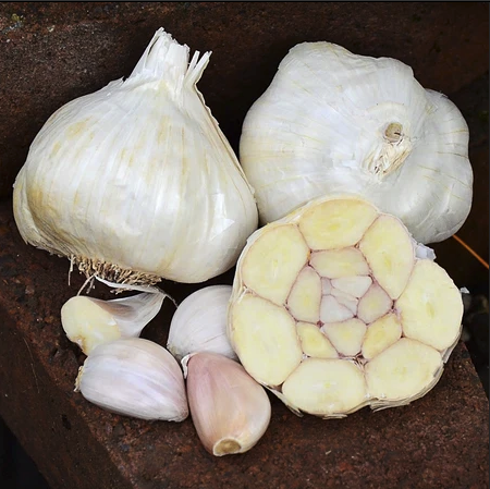 Bulbs and cloves of galic.
