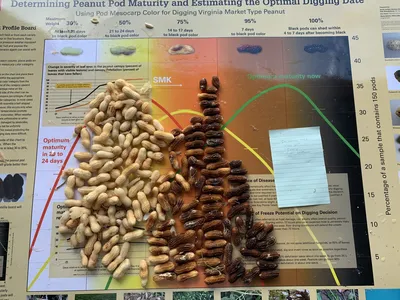 Peanut maturity chart with piles of pale and dark peanut pods and a small blue sticky note
