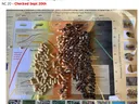Hertford County Peanut Variety Plot poster with three peanut piles; "NC 20 - Checked Sept 20th"