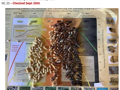 Hertford County Peanut Variety Plot poster with three peanut piles; "NC 20 - Checked Sept 20th"