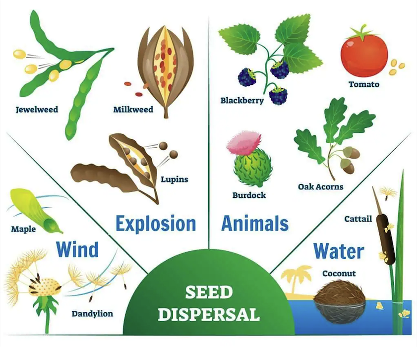 Types of seed dispersal, wind, explosion, animals and water.