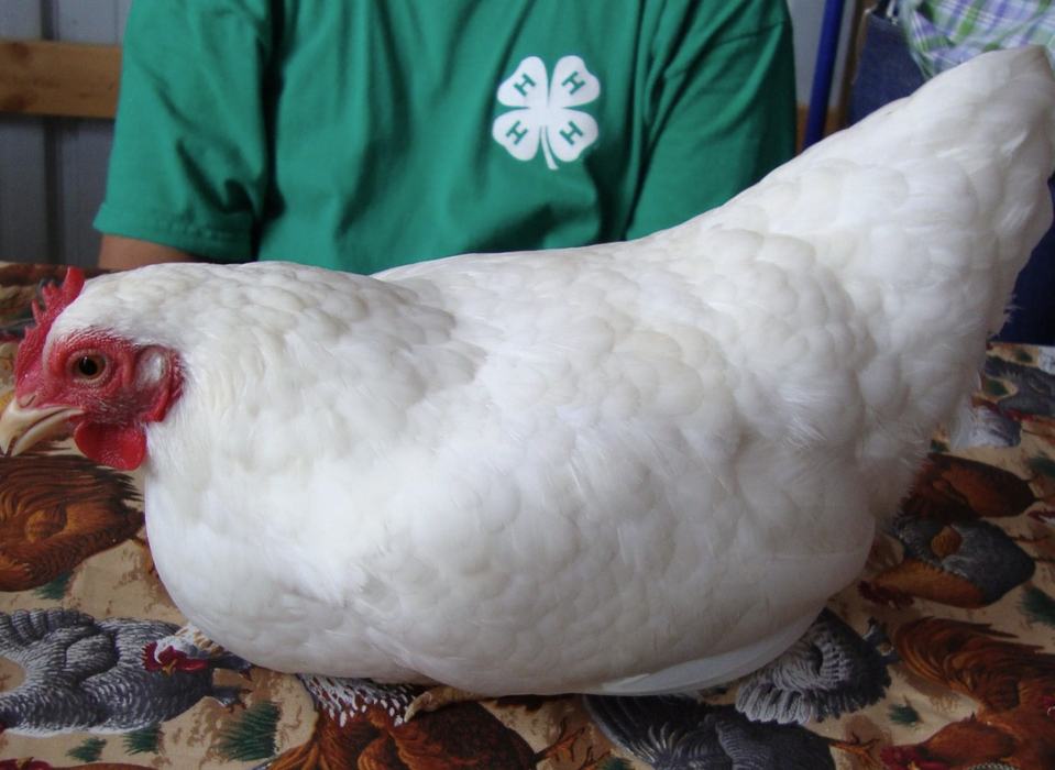 Child in a 4-H Shirt sits behind a chicken.
