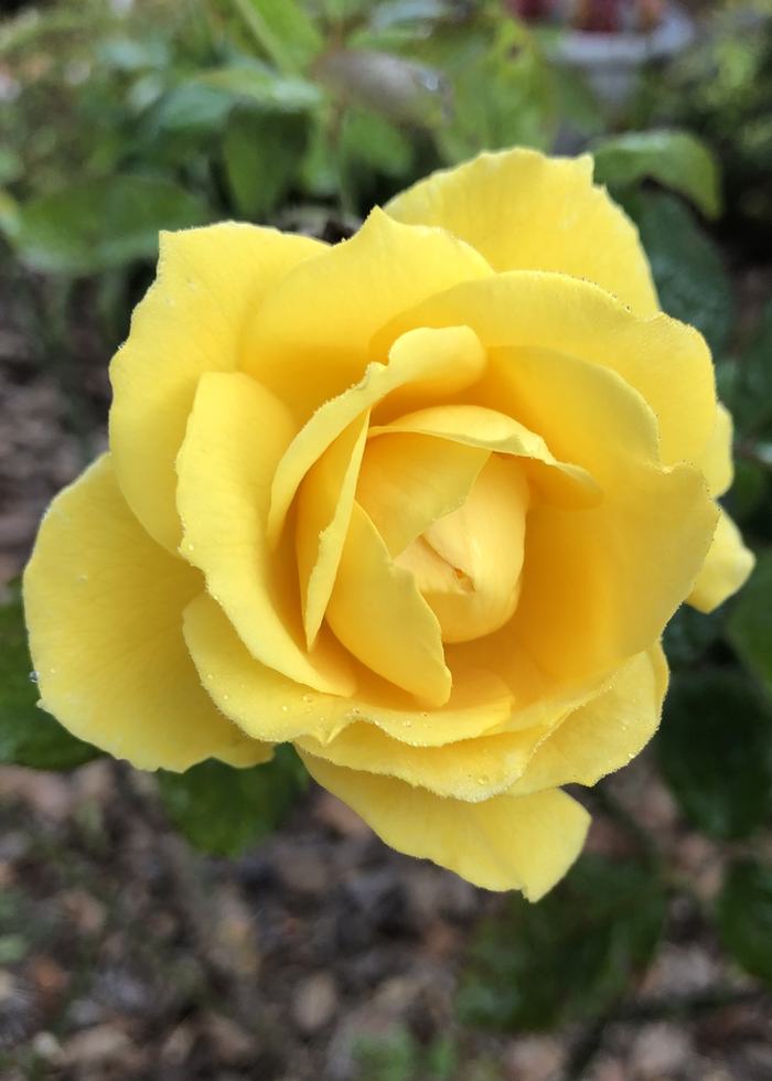 Yellow rose in bloom with small dew droplets on its petals