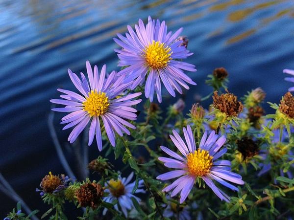 Purple aster flowers with yellow centers growing by a rippled water surface.