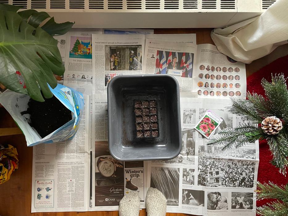 Soil in pans for seeds to be planted.