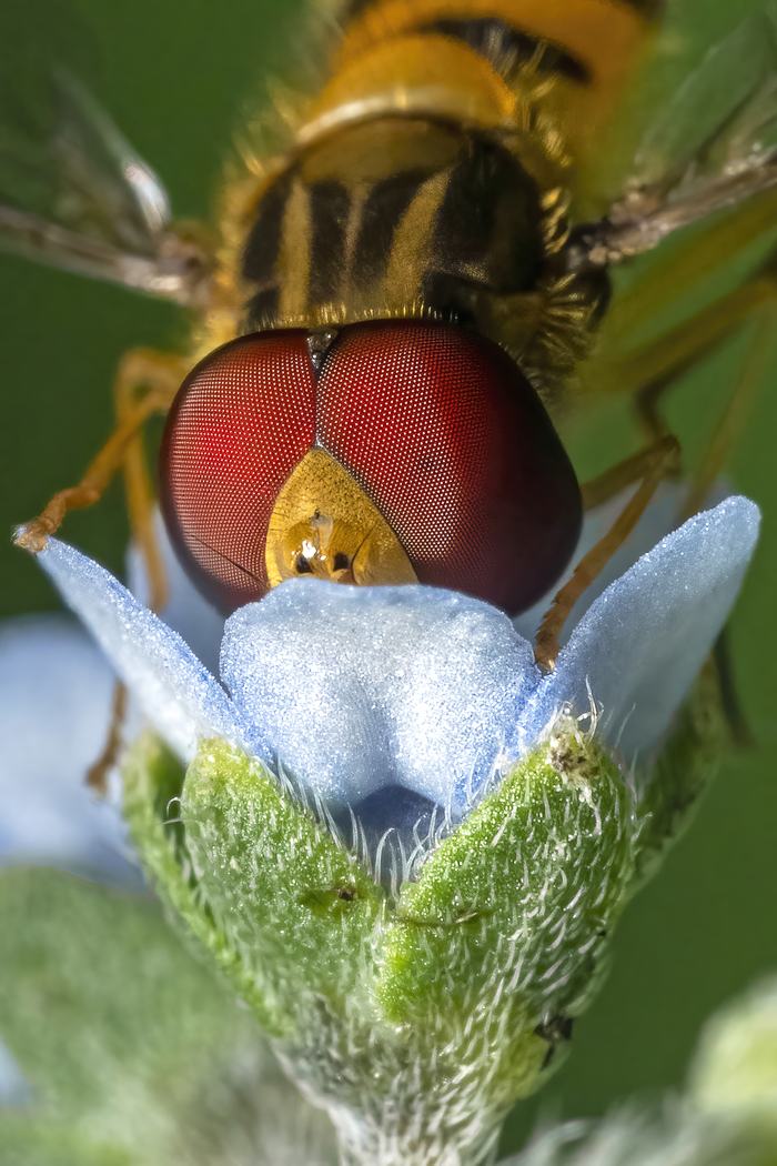 Hoverfly with large red compound eyes feeding on a small pale blue flower