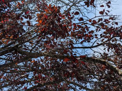 Thin canopy_Photo by Amanda Bratcher