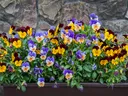 Violas in a planter.