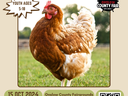 Chicken Show on October 15th, must pre-register by October 8th