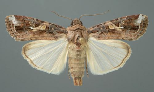 A fall armyworm moth with wings spread, displaying its intricate wing patterns and colors.