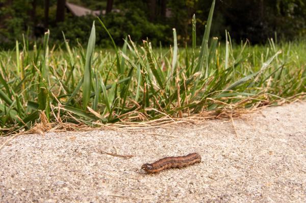 A fall armyworm caterpillar crossing a sidewalk with green grass in the background.
