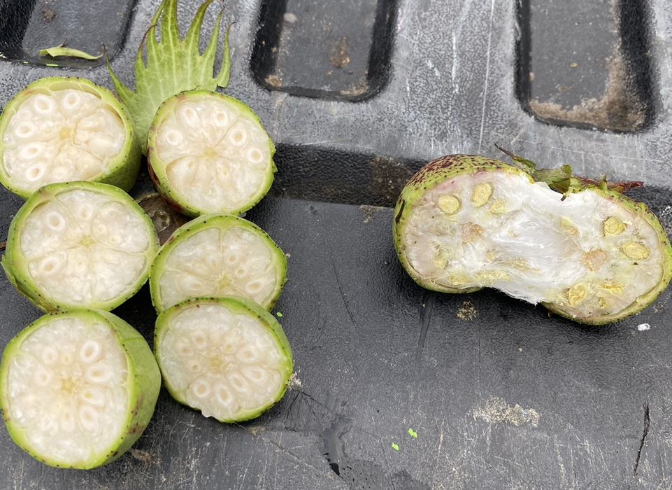 Bolls cut in half to check maturity.