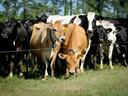 Herd of dairy cows behind electric fence, two brown cows at front wearing collars and ear tags