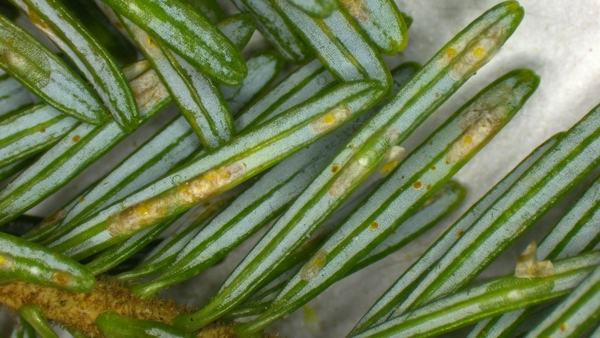 Close-up of conifer needles showing white stomatal bands and yellow resin spots