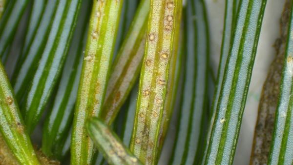 Close-up conifer needles showing yellowing and small raised bumps along needle surfaces