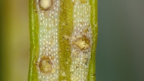 Split green plant stem showing internal vascular tissue and small rounded galls